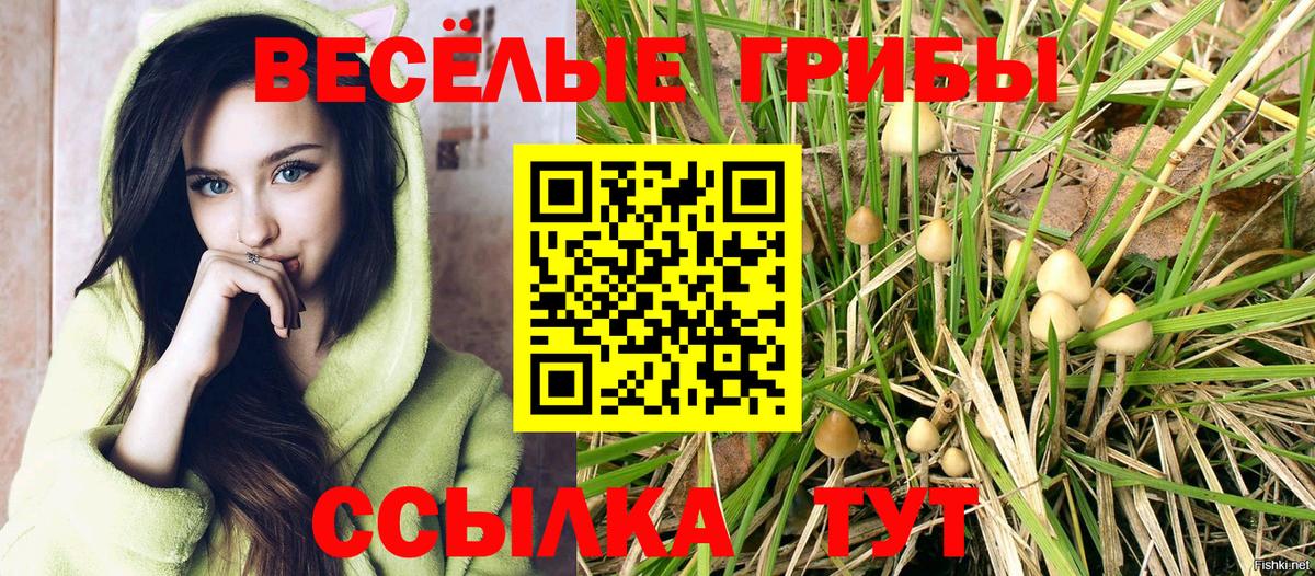 Галлюциногенные грибы Psilocybe Долгопрудный
